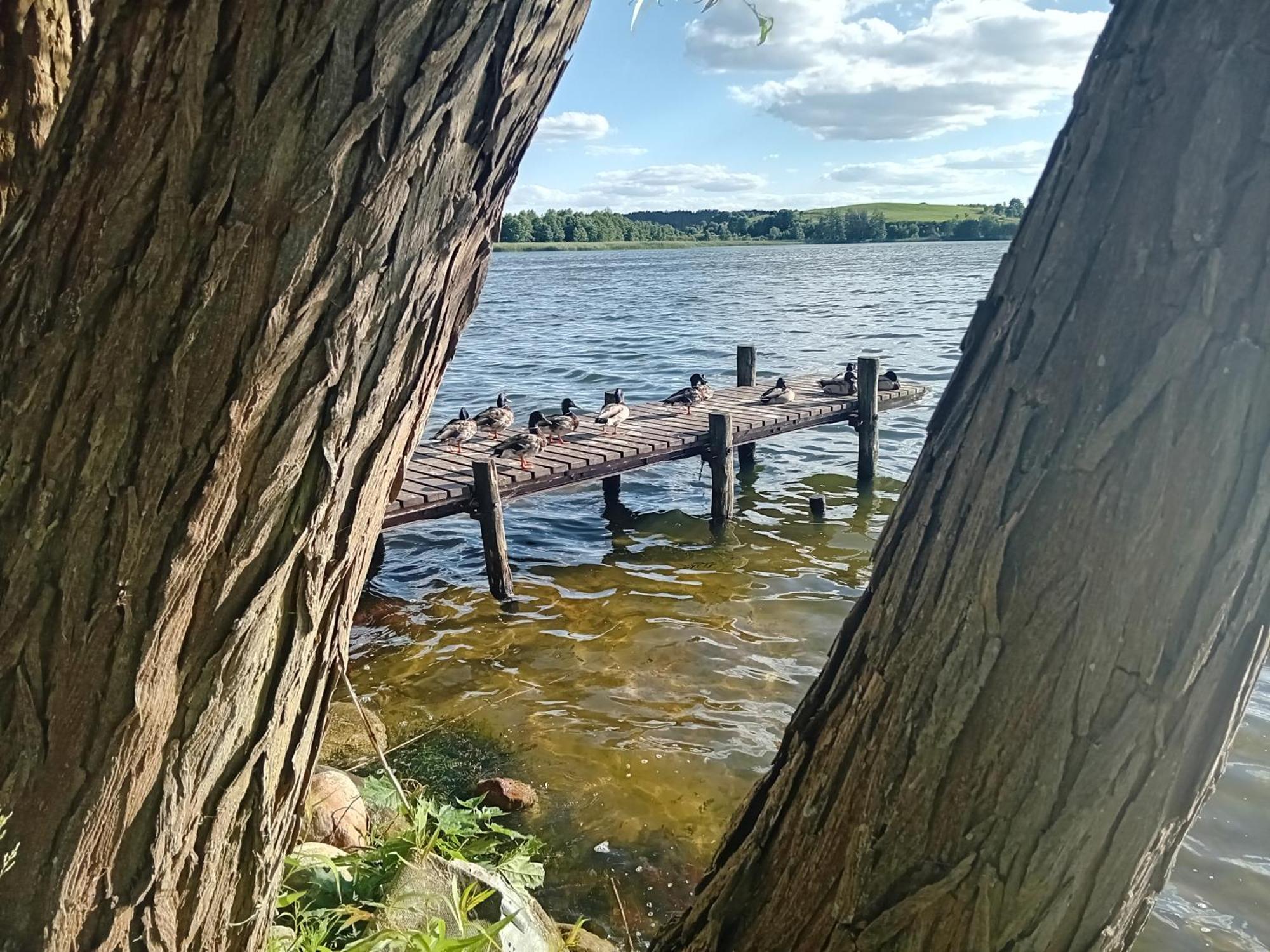 Pokoje Goscinne Sloneczny Klon Dabrowno Extérieur photo